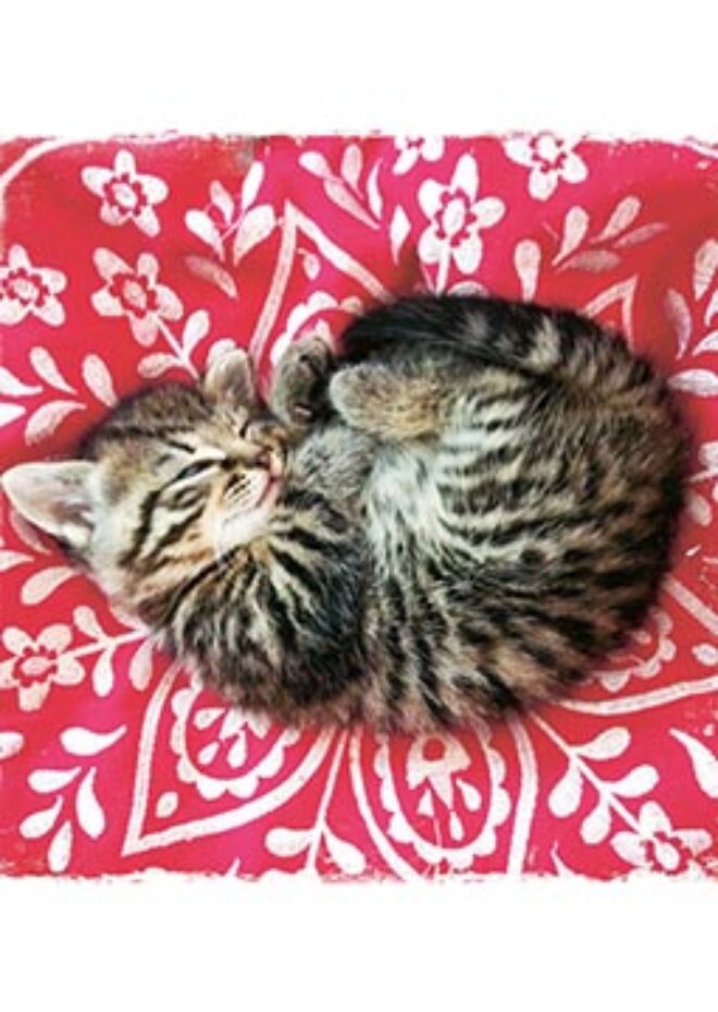 106 Erdbeerpunkt Online Shop Schweiz