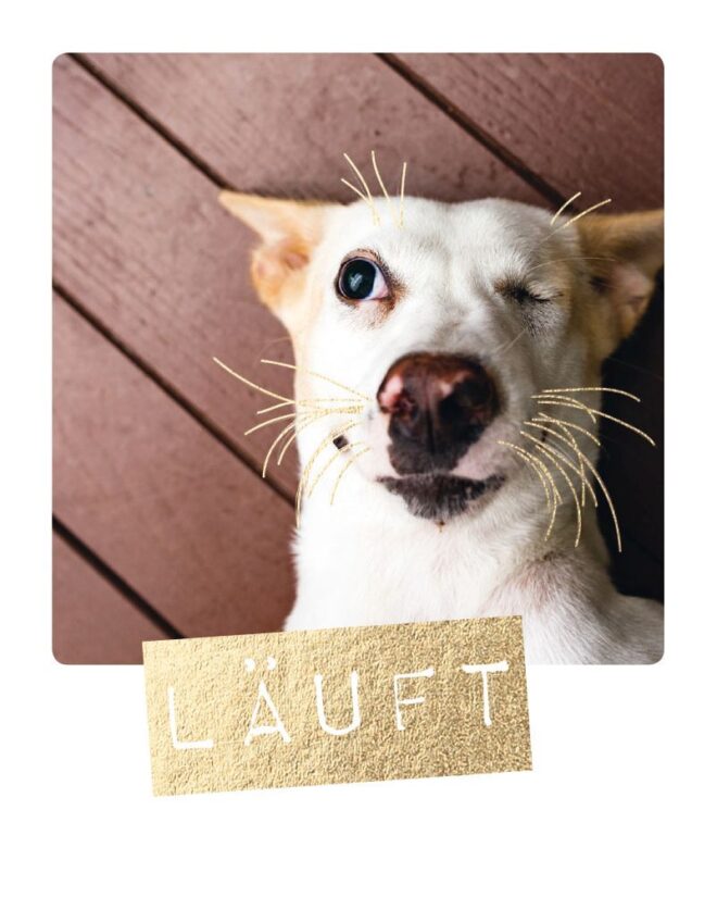 4967 Erdbeerpunkt Online Shop Schweiz