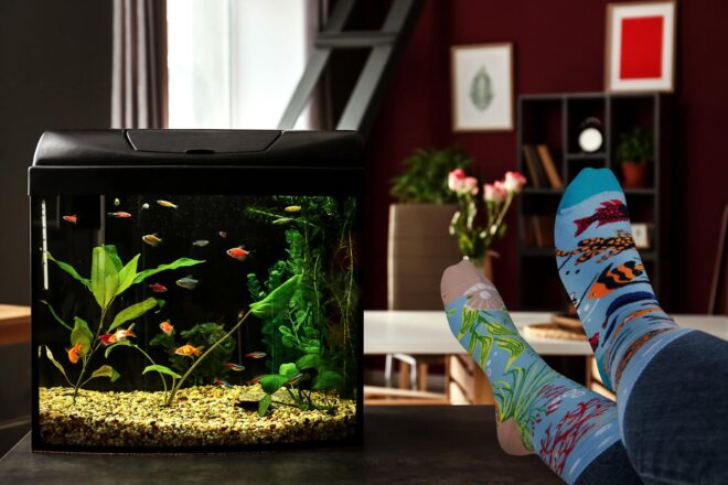 Aquarium 2 Erdbeerpunkt Online Shop Schweiz
