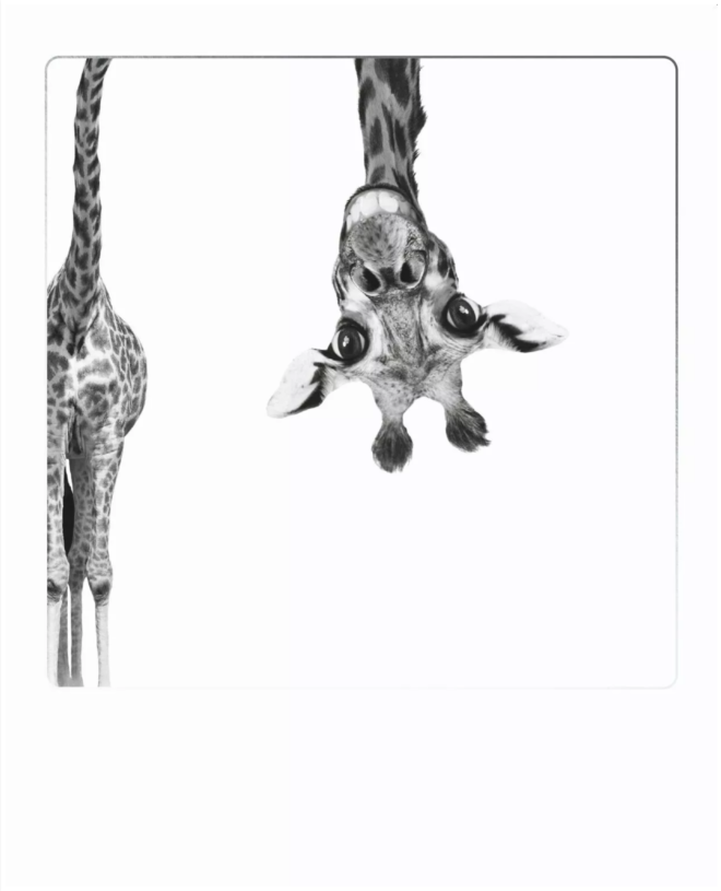 Screenshot 2022 05 19 at 20 43 35 Postkarte Giraffe Erdbeerpunkt Online Shop Schweiz