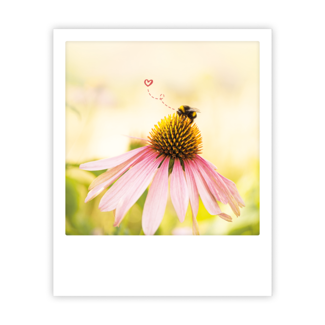 ZG 14611 Erdbeerpunkt Online Shop Schweiz