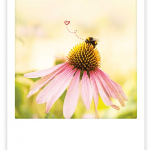 Postkarte8 Erdbeerpunkt Online Shop Schweiz